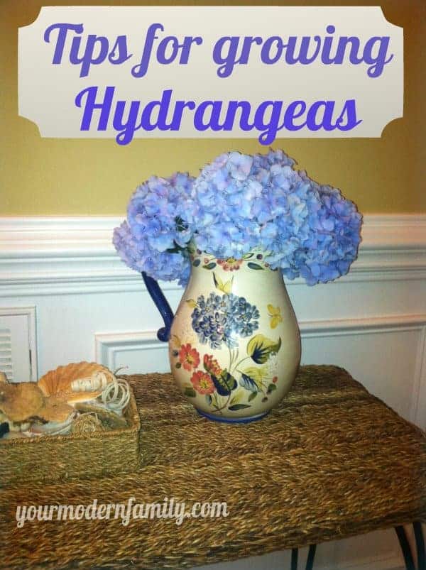 tips-for-growing-hydrangeas
