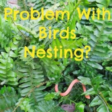 keep birds out of ferns