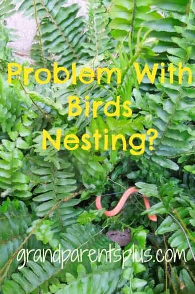 keep birds out of ferns 