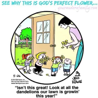 god's perfect flower