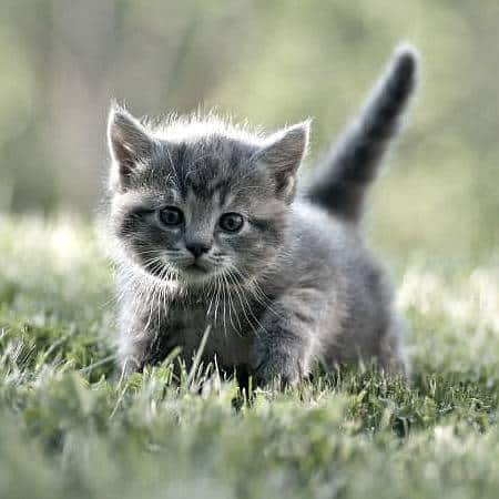 A kitten sitting on top of a grass covered field.