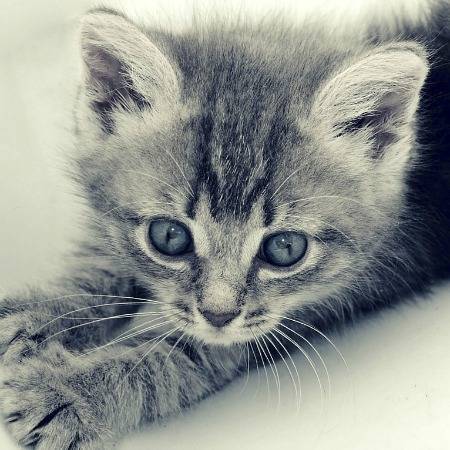 A close up of a kitten.