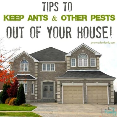 keep ants out of the house