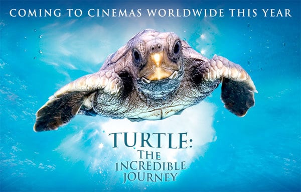 turtle-the-incredible-journey