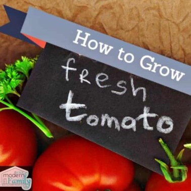 grow best tomatoes