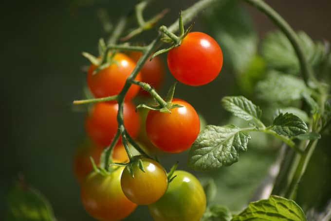 Cherry tomatos on the vine