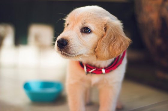 A close up of a puppy standing next to a blue water bowl.