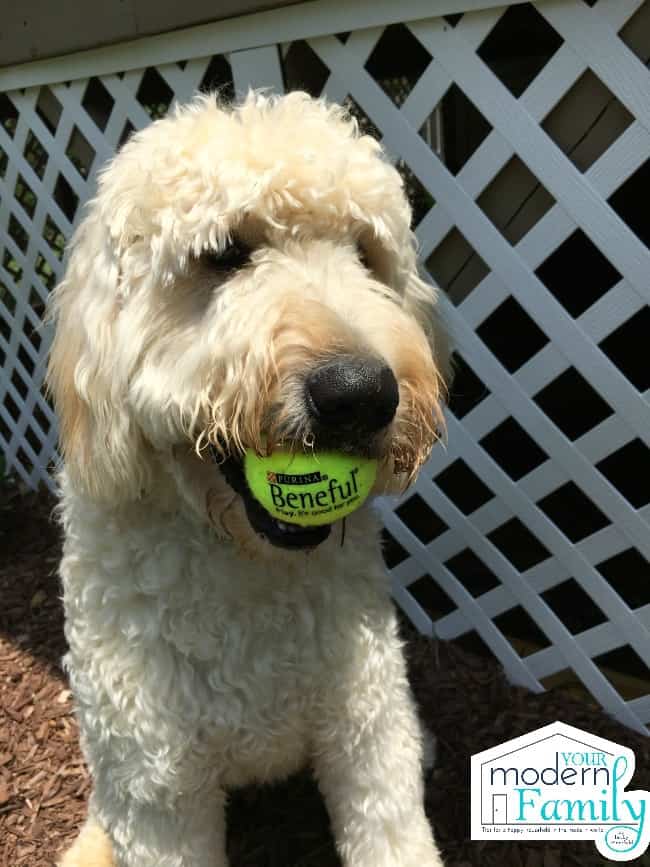 A dog sitting in front of a fence with a tennis ball in his mouth.