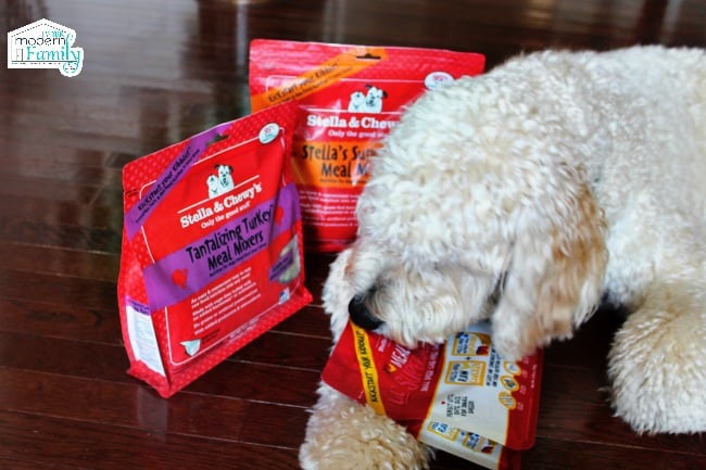 A dog lying next to bags of Stella and Chewy\'s meal mixers. 