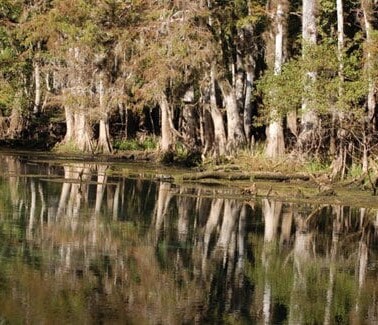 A row of trees next to a body of water.