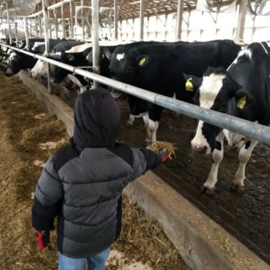 A little boy standing next to a row of cows in a barn.