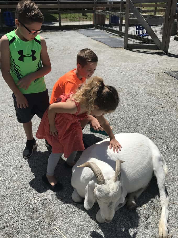 Children petting a baby ram at a zoo.