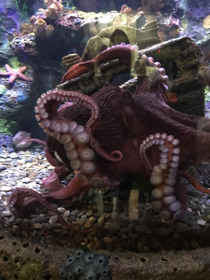 Picture of an octopus in a tank.