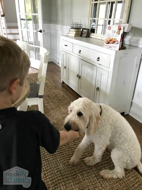 A boy giving a dog a treat.