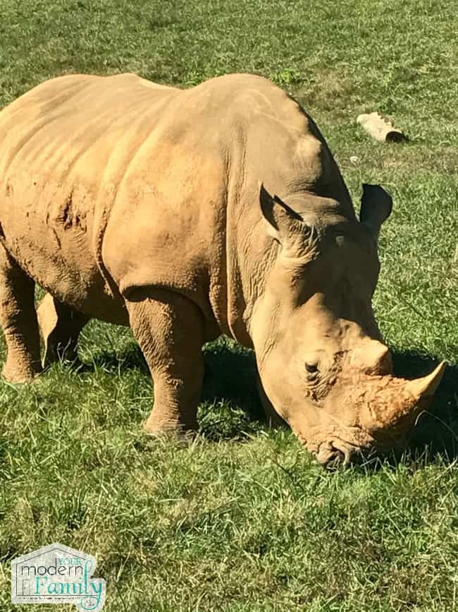 A rhinoceros standing in a field.