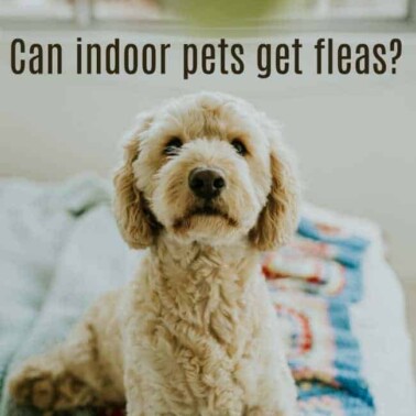Can indoor pets get fleas?