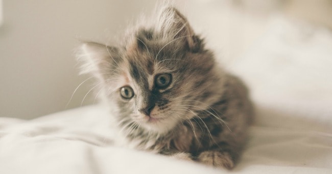 A kitten lying on a bed.