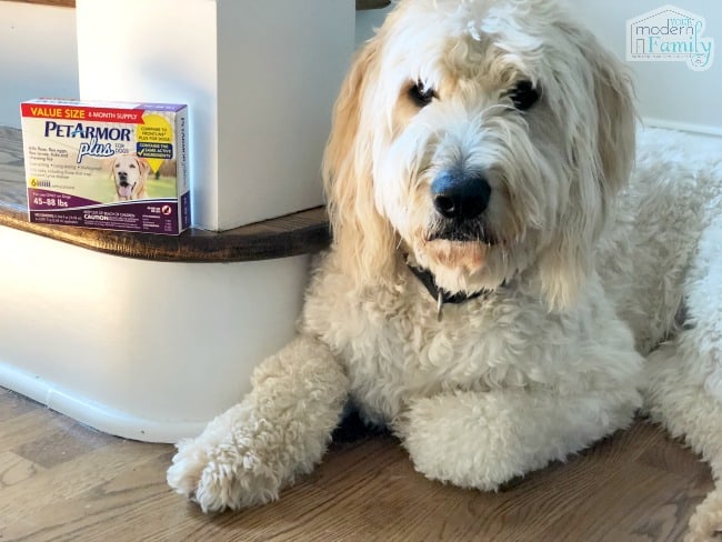 A dog lying on a wooden floor with a box of PetArmor next to him.