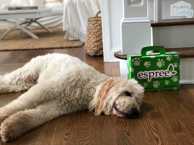 A dog laying on the floor with a box of Espree behind him.