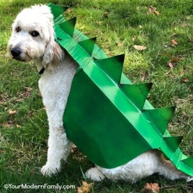 Box Costume for Dog