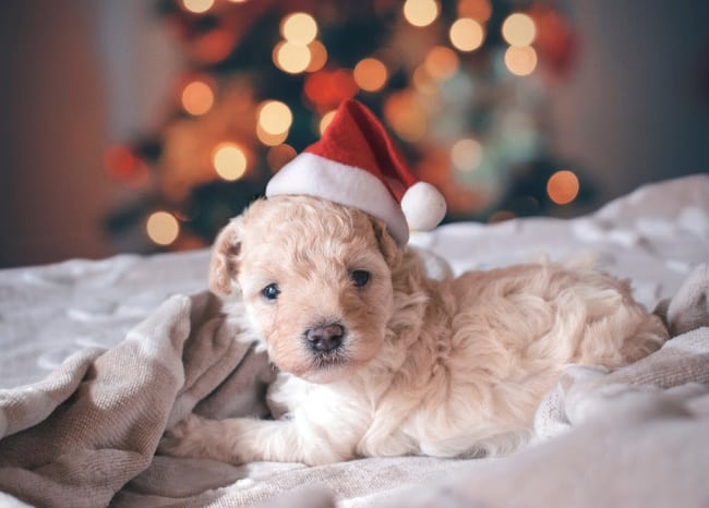 A dog in a Santa hat lying on a blanket in front of a Christmas tree.