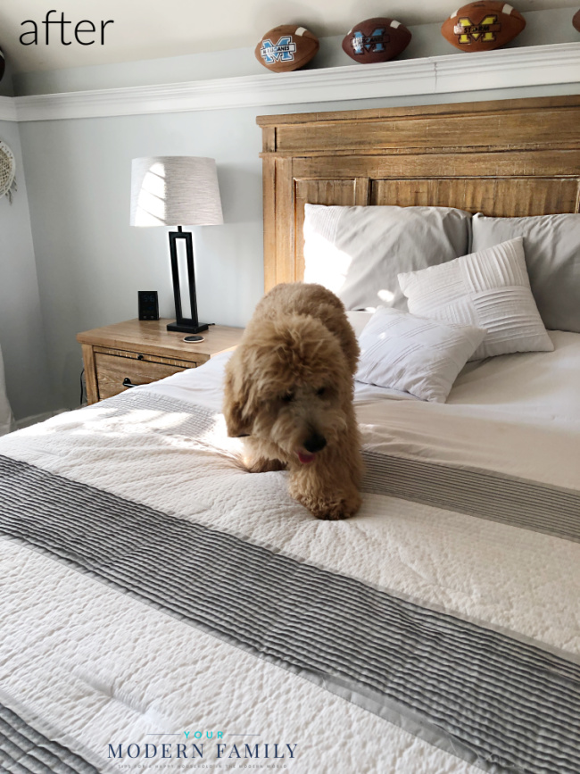 A dog sitting on a bed